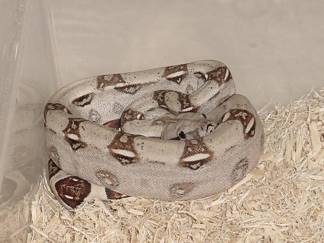 male