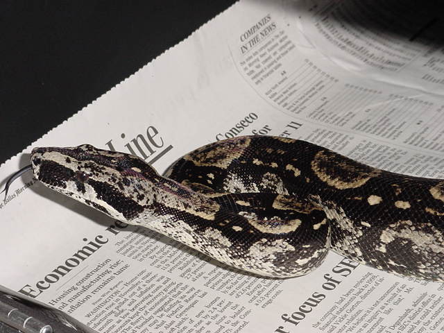 Longicauda