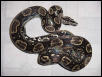 Longicauda