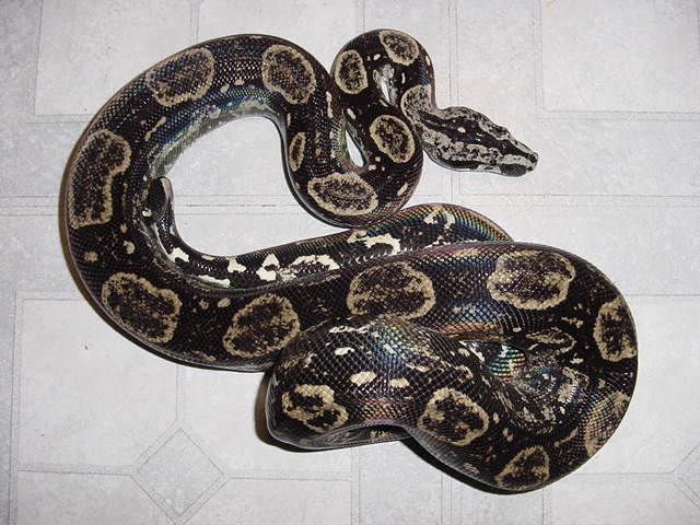 Longicauda
