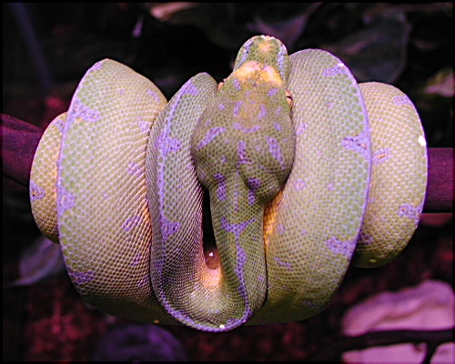 Chondro