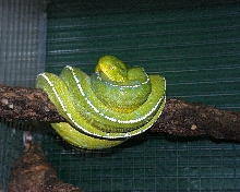 merauke