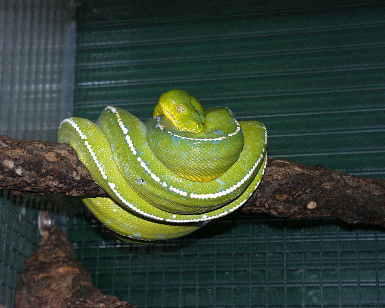 merauke