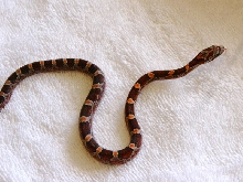 Bloodred Female het Amel ph Anery and Mot