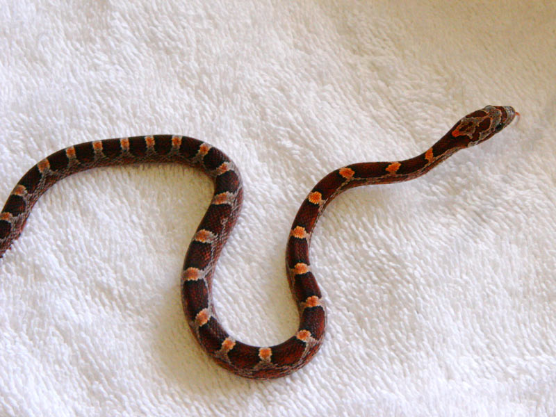 Bloodred Female het Amel ph Anery and Mot