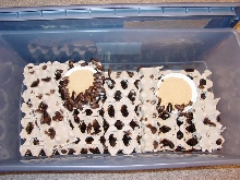 Blaptica Dubia Bin