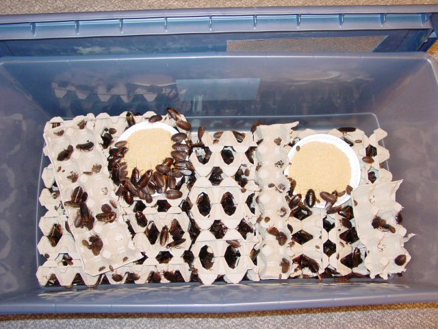 Blaptica Dubia Bin