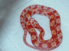 Amel Bloodred Male