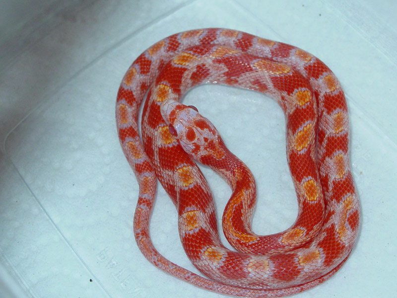Amel Bloodred Male