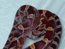 Bloodred Female