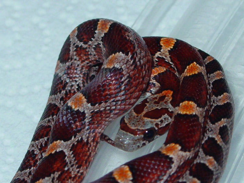 Bloodred Female