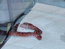 First Feeding in New Home