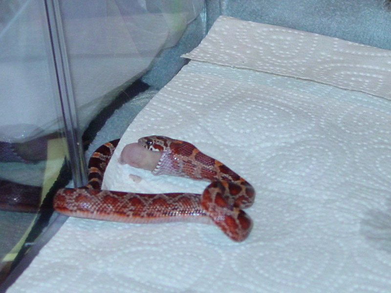 First Feeding in New Home
