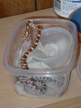 Amber Female Eating