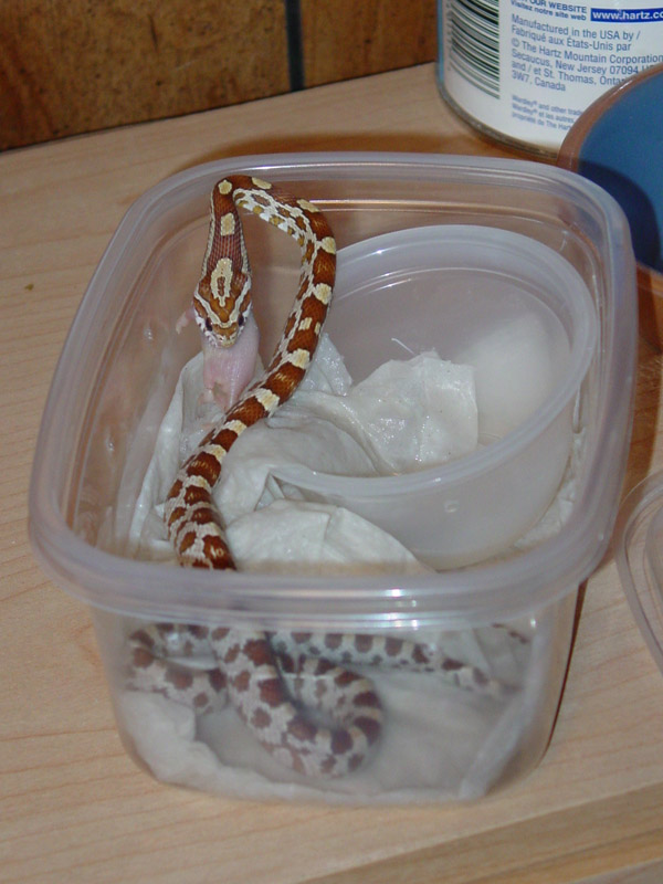 Amber Female Eating