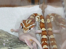 Amber Eating AGAIN
