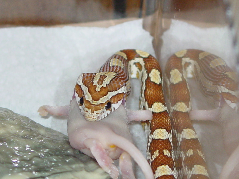 Amber Eating AGAIN