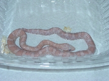 Hypo Lavendar in Shed