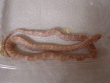 Hypo Lavendar in Shed w/o Flash