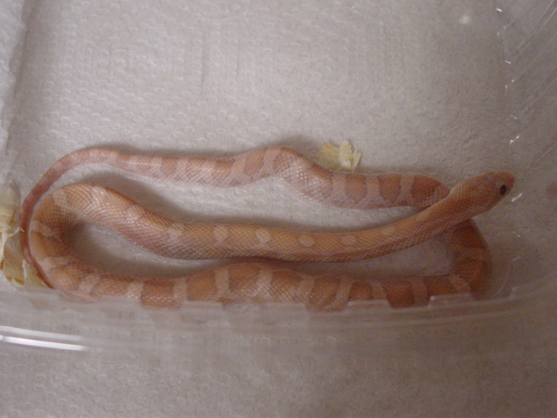 Hypo Lavendar in Shed w/o Flash