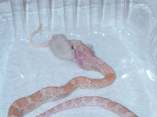 Hypo Lav Eating After Shed 2