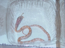 Hypo Lav Eating After Shed