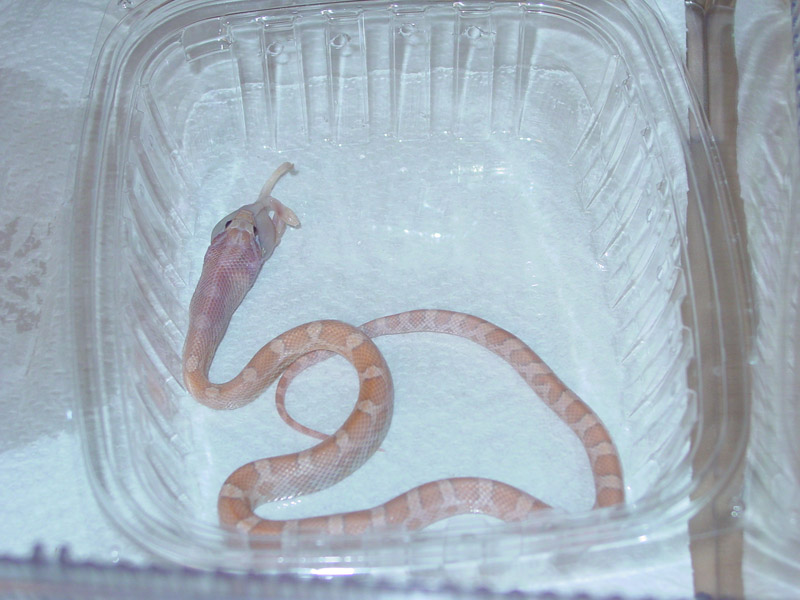 Hypo Lav Eating After Shed