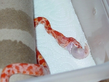Fire Eating His Washed Meal!