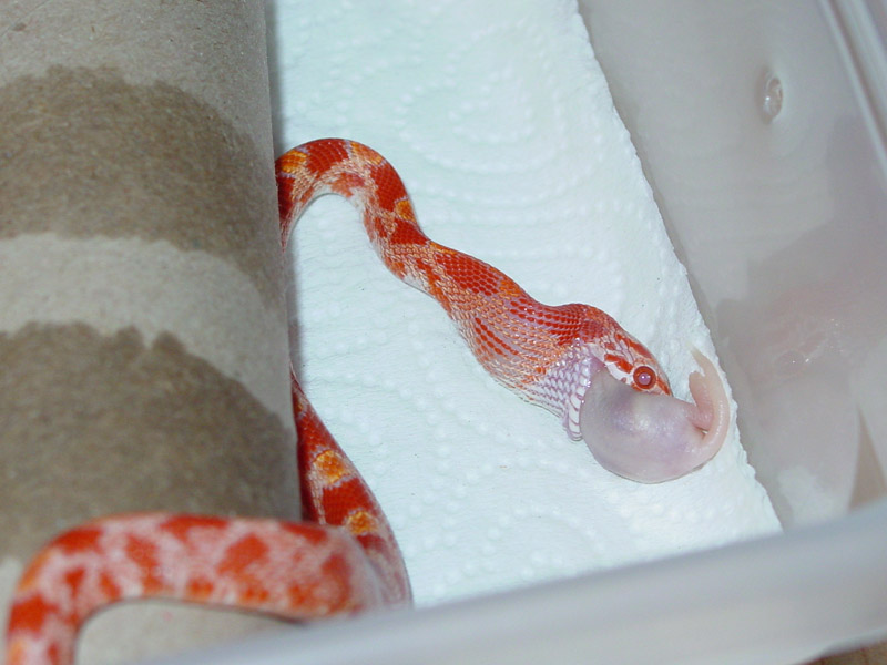 Fire Eating His Washed Meal!