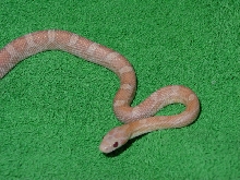 Hypo Lav (?) on green background