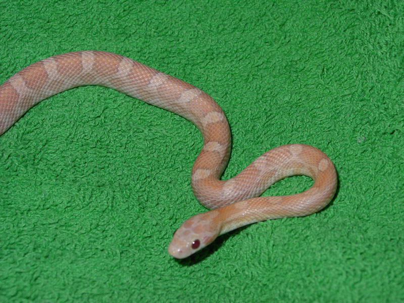 Hypo Lav (?) on green background