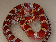 Sassy (bloodred) after her First Shed with me!