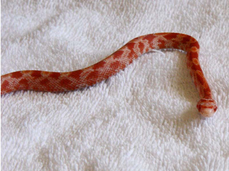 Amel Bloodred Male ph for Anery and Mot