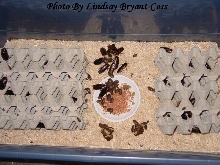 Blaptica Dubia Roaches