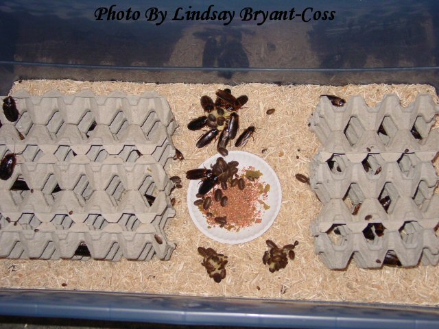 Blaptica Dubia Roaches