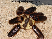 Blaptica Dubias Up Close