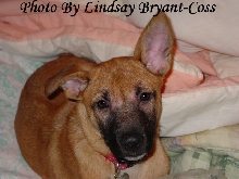 Tasha with Demodectic Mange