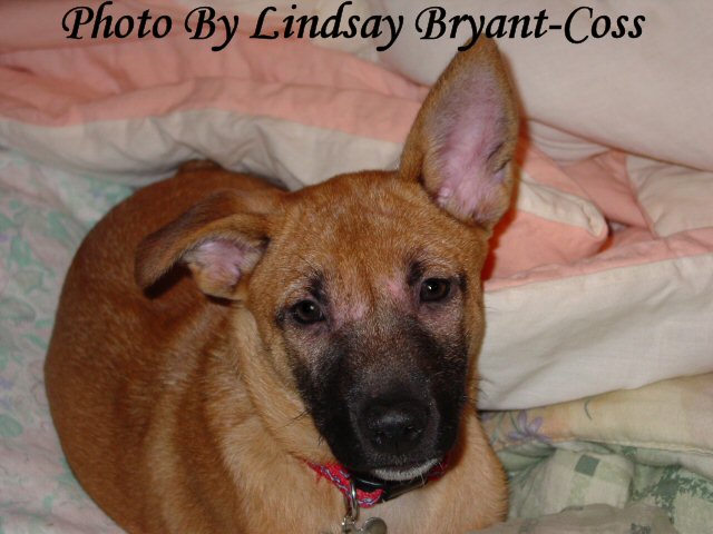 Tasha with Demodectic Mange