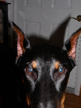 Staredown