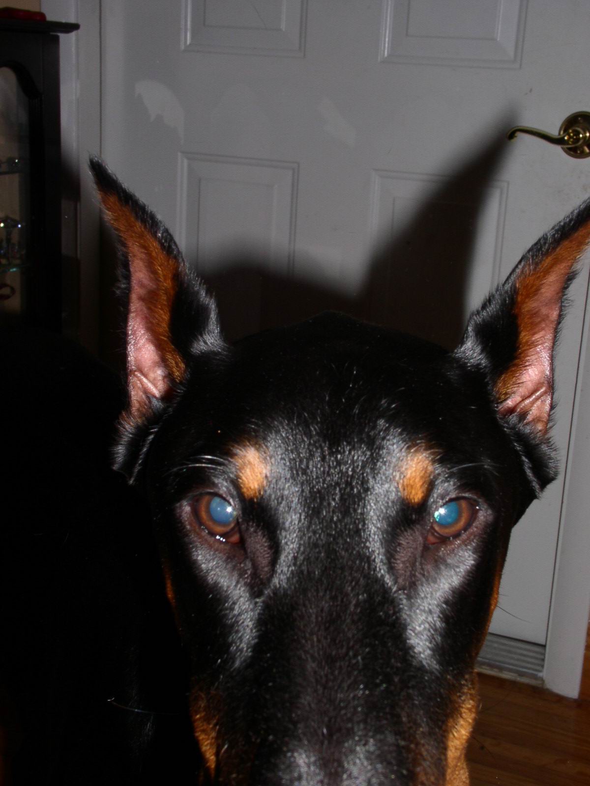 Staredown