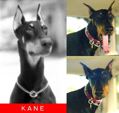 Kane