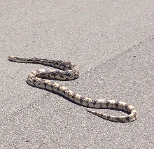 TN Pine Snake
