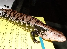 blue tongue