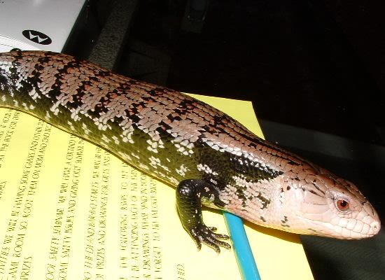 blue tongue