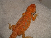 chester