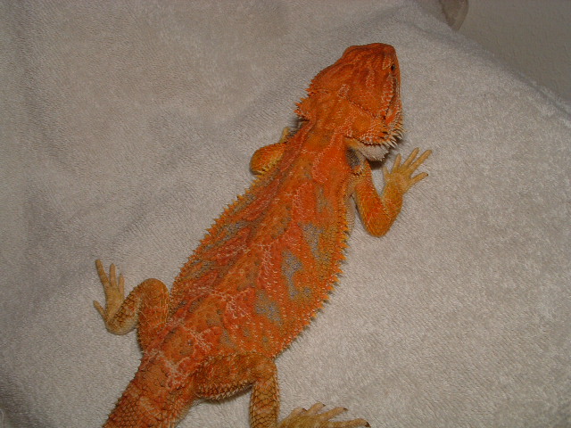 chester