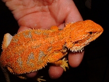 orange!!
