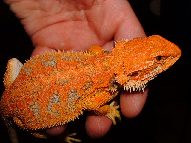orange!!