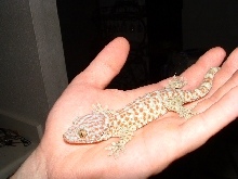 tame tokay