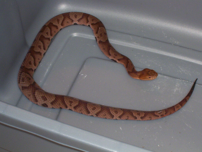 Osage Copperhead